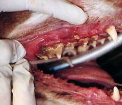 dog with tartar buildup and gingivitis